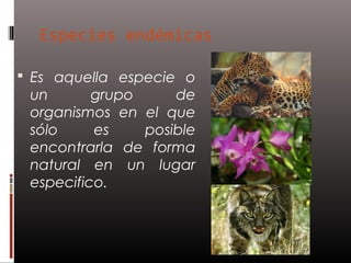 Especies endémicas

 Es aquella especie o
 un       grupo     de
 organismos en el que
 sólo     es    posible
 encontrarla de forma
 natural en un lugar
 especifico.
 