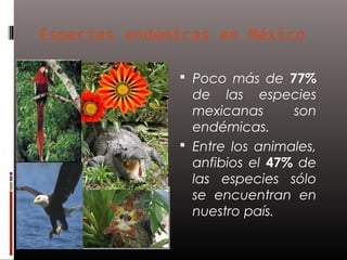 Especies endémicas en México

               Poco más de 77%
                de las especies
                mexicanas      son
                endémicas.
               Entre los animales,
                anfibios el 47% de
                las especies sólo
                se encuentran en
                nuestro país.
 