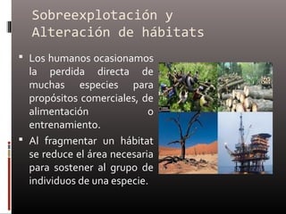 Sobreexplotación y
  Alteración de hábitats
 Los humanos ocasionamos
  la perdida directa de
  muchas especies para
  propósitos comerciales, de
  alimentación              o
  entrenamiento.
 Al fragmentar un hábitat
  se reduce el área necesaria
  para sostener al grupo de
  individuos de una especie.
 