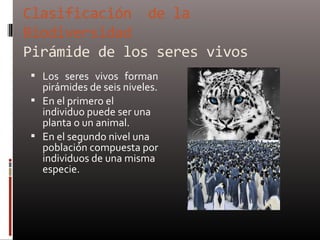  Los seres vivos forman
  pirámides de seis niveles.
 En el primero el
  individuo puede ser una
  planta o un animal.
 En el segundo nivel una
  población compuesta por
  individuos de una misma
  especie.
 