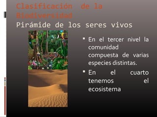 Clasificación de la
Biodiversidad
Pirámide de los seres vivos
                En el tercer nivel la
                 comunidad
                 compuesta de varias
                 especies distintas.
                En      el    cuarto
                 tenemos           el
                 ecosistema
 