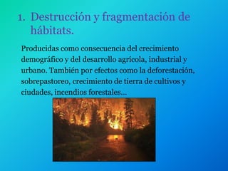 1. Destrucción y fragmentación de
   hábitats.
Producidas como consecuencia del crecimiento
demográfico y del desarrollo agrícola, industrial y
urbano. También por efectos como la deforestación,
sobrepastoreo, crecimiento de tierra de cultivos y
ciudades, incendios forestales…
 