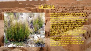 La Flora
• Predominan los bosques de coníferas y
encinos en las partes altas de la Sierra
Madre del Sur. Hay selvas en la
depresión del Balsas y en la vertiente del
Pacífico. Existen pastizales, manglares,
dunas costeras y distintos tipos de
vegetación acuática distribuidos a lo
largo de la franja costera y vertiente
interior, así como selvas medianas,
bosques de montaña en las partes más
húmedas. Las zonas agrícolas abarcan
21% de la superficie del estado.
• Ichu, Cardos, Eucalipto – el cual es
abundante en la zona – hierba de
forraje, matico; además, papa, tarwi,
arveja, trigo, quinua, cebada y otras
hierbas silvestres.
 