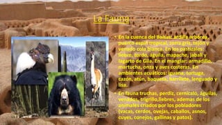 La Fauna
• En la cuenca del Balsas: ardilla arbórea,
puerco espín tropical, zorra gris, tejón y
venado cola blanca. En los pastizales:
liebre, tordo, águila, mapache, jabalí y
lagarto de Gila. En el manglar: armadillo,
martucha, onza y aves costeras. En
ambientes acuáticos: iguana, tortuga,
cazón, atún, baqueta, barrilete, lenguado y
lisa.
• En fauna truchas, perdiz, cernícalo, águilas,
venados, trigrillo,liebres, ademas de los
animales criados por los pobladores
(vacas, cerdos, ovejas, caballos, asnos,
cuyes, conejos, gallinas y patos).
 