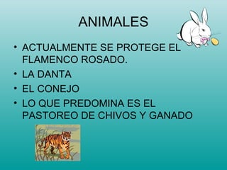 ANIMALES ACTUALMENTE SE PROTEGE EL FLAMENCO ROSADO. LA DANTA EL CONEJO LO QUE PREDOMINA ES EL PASTOREO DE CHIVOS Y GANADO 
