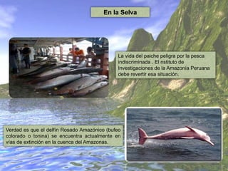 En la Selva
Verdad es que el delfín Rosado Amazónico (bufeo
colorado o tonina) se encuentra actualmente en
vías de extinción en la cuenca del Amazonas.
La vida del paiche peligra por la pesca
indiscriminada . El nstituto de
Investigaciones de la Amazonía Peruana
debe revertir esa situación.
 