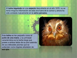 El búho bigotudo es una especie descubierta en el año 1976, no se
tenía ninguna información de esta ave fuera de lo común y ahora ha
sido avistada nuevamente en la selva peruana.
Este búho es tan pequeño como el
puño de una mano, y su principal
característica es la barba larga que
posee a ambos lados de su pico además
de sus delicadas plumas que se
extienden como bigotes alrededor de
sus ojos.
 