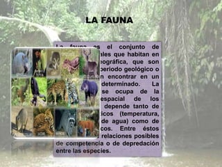 LA FAUNA
La fauna es el conjunto de
especies animales que habitan en
una región geográfica, que son
propias de un periodo geológico o
que se pueden encontrar en un
ecosistema determinado. La
Zoogeografía se ocupa de la
distribución espacial de los
animales. Ésta depende tanto de
factores abióticos (temperatura,
disponibilidad de agua) como de
factores bióticos. Entre éstos
sobresalen las relaciones posibles
de competencia o de depredación
entre las especies.
 