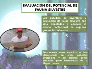 EVALUACIÓN DEL POTENCIAL DE
FAUNA SILVESTRE
Los estudios de inventario y
evaluación de fauna silvestre han
sido orientados a conocer el
estado poblacional de algunos
grupos taxonómicos.
Mayormente estos estudios se han
desarrollado en áreas naturales
protegidas y en algunas zonas
naturales poco intervenidas de la
Región Loreto.
 