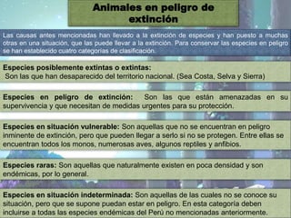Animales en peligro de
extinción
Las causas antes mencionadas han llevado a la extinción de especies y han puesto a muchas
otras en una situación, que las puede llevar a la extinción. Para conservar las especies en peligro
se han establecido cuatro categorías de clasificación.
Especies posiblemente extintas o extintas:
Son las que han desaparecido del territorio nacional. (Sea Costa, Selva y Sierra)
Especies en peligro de extinción: Son las que están amenazadas en su
supervivencia y que necesitan de medidas urgentes para su protección.
Especies en situación vulnerable: Son aquellas que no se encuentran en peligro
inminente de extinción, pero que pueden llegar a serlo si no se protegen. Entre ellas se
encuentran todos los monos, numerosas aves, algunos reptiles y anfibios.
Especies raras: Son aquellas que naturalmente existen en poca densidad y son
endémicas, por lo general.
Especies en situación indeterminada: Son aquellas de las cuales no se conoce su
situación, pero que se supone puedan estar en peligro. En esta categoría deben
incluirse a todas las especies endémicas del Perú no mencionadas anteriormente.
 