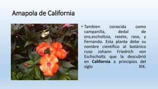 Amapola de California
• Tambien conocida como
campanilla, dedal de
oro,​escholtzia, rasete, raso, y
Fernando. Esta planta ...