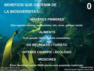 BENEFICIS QUE OBTENIM DE  LA BIODIVERSITAT: <ul><li>MATÈRIES PRIMERES </li></ul><ul><li>Dels vegetals obtenim combustibles...