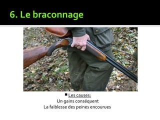 6. Le braconnage
 Les causes:
Un gains conséquent
La faiblesse des peines encourues
 
