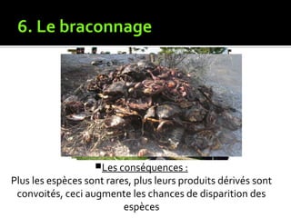 6. Le braconnage
Les conséquences :
Plus les espèces sont rares, plus leurs produits dérivés sont
convoités, ceci augmente les chances de disparition des
espèces
 