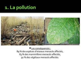 1. La pollution
 Les conséquences :
89 % des espèces d'oiseaux menacés affectés,
83 % des mammifères menacés affectés,
91 % des végétaux menacés affectés.
 