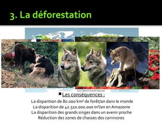 3. La déforestation
Les conséquences :
La disparition de 80.000 km² de forêt/an dans le monde
La disparition de 42.510.000.000 m²/an en Amazonie
La disparition des grands singes dans un avenir proche
Réduction des zones de chasses des carnivores
 