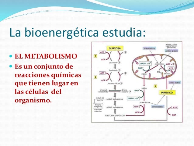 La bioenergética