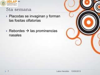 5ta semana
 Placodas se invaginan y forman
las fositas olfatorias
 Rebordes  las prominencias
nasales
∞π
13/05/20137 Labio Hendido
 