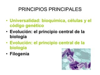PRINCIPIOS PRINCIPALES Universalidad: bioquímica, células y el código genético Evolución: el principio central de la biología Evolución: el principio central de la biología Filogenia 