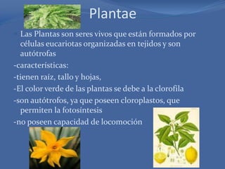 Plantae
 Las Plantas son seres vivos que están formados por

células eucariotas organizadas en tejidos y son
autótrofas
-características:
-tienen raíz, tallo y hojas,
-El color verde de las plantas se debe a la clorofila
-son autótrofos, ya que poseen cloroplastos, que
permiten la fotosíntesis
-no poseen capacidad de locomoción

 