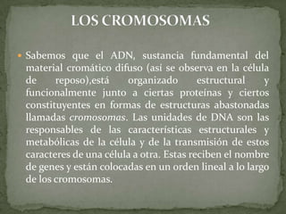 Sabemos que el ADN, sustancia fundamental del material cromático difuso (así se observa en la célula de reposo),está organizado estructural y funcionalmente junto a ciertas proteínas y ciertos constituyentes en formas de estructuras abastonadas llamadas cromosomas. Las unidades de DNA son las responsables de las características estructurales y metabólicas de la célula y de la transmisión de estos caracteres de una célula a otra. Estas reciben el nombre de genes y están colocadas en un orden lineal a lo largo de los cromosomas.LOS CROMOSOMAS
