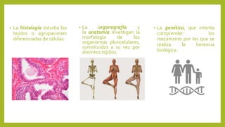 • La histología estudia los
tejidos o agrupaciones
diferenciadas de células.
• La organografía y
la anatomía investigan la
morfología de los
organismos pluricelulares,
constituidos a su vez por
distintos tejidos.
• La genética, que intenta
comprender los
mecanismo por los que se
realiza la herencia
biológica.
 