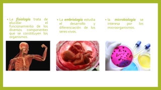 • La fisiología trata de
elucidar el
funcionamiento de los
diversos componentes
que se constituyen los
organismos.
• La embriología estudia
el desarrollo y
diferenciación de los
seres vivos.
• la microbiología se
interesa por los
microorganismos.
 
