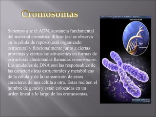 Sabemos que el ADN, sustancia fundamental del material cromático difuso (así se observa en la célula de reposo),está organizado estructural y funcionalmente junto a ciertas proteínas y ciertos constituyentes en formas de estructuras abastonadas llamadas  cromosomas . Las unidades de DNA son las responsables de las características estructurales y metabólicas de la célula y de la transmisión de estos caracteres de una célula a otra. Estas reciben el nombre de genes y están colocadas en un orden lineal a lo largo de los cromosomas. 