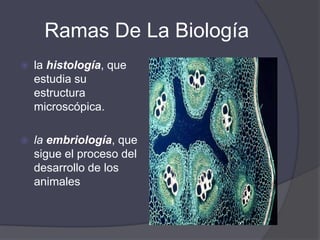 Ramas De La Biologíala fisiología, que muestra su funcionamientola morfología, que describe las formas externas