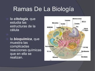 Ramas De La Biologíala ecología, que trata de las relaciones entre los seres vivos y el ambientela etología, que analiza el comportamiento