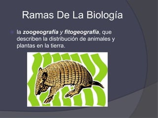 Ramas De La Biologíala citología, que estudia las estructuras de la célulala bioquímica, que muestra las complicadas reacciones químicas que en ella se realizan. 