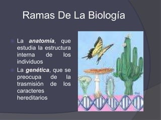 Ramas De La BiologíaLa zoología, que estudia los animalesLa botánica, que estudia las plantas.