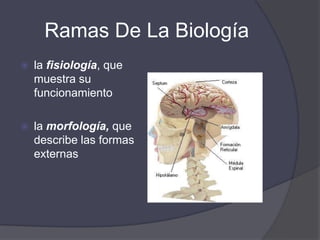 Ramas De La BiologíaLa anatomía, que estudia la estructura interna de los individuosLa genética, que se preocupa de la trasmisión de los caracteres hereditarios