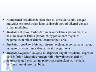 • Kompetensi oris dikendalikan oleh m. orbicularis oris, dengan
musculus ekspresi wajah lainnya daerah otot ini dikenal dengan
istilah modiolus.
• Muskulus elevator terdiri dari m. levator labii superior alaeque
nasi, m. levator labii superior, m. zygomaticum major, m.
zygomaticum minor dan m. levator anguli oris.
• Muskulus retraktor bibir atas disusun oleh m. zygomaticum major,
m. zygomaticum minor dan m. levator anguli oris.
• Muskulus depresor meliputi m. depresor anguli oris danm. depresor
labii inferior. Muskulus retraktor bibir bawah terdiri dari m.
depresor anguli oris dan m. platysma, sedangkan m. mentalis
berfungsi untuk protrusi bibir.
 