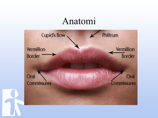 Anatomi
 