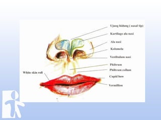 Labioplasty jumat ilmiah