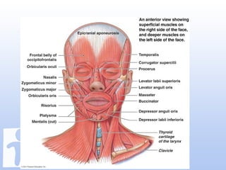 Labioplasty jumat ilmiah