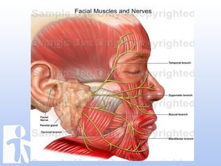 Labioplasty jumat ilmiah