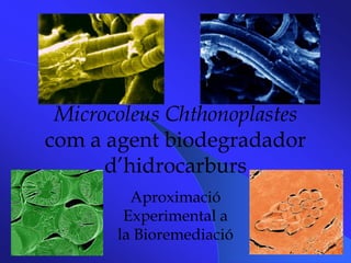 MicrocoleusChthonoplastes com a agent biodegradador d’hidrocarburs Aproximació Experimental a la Bioremediació 