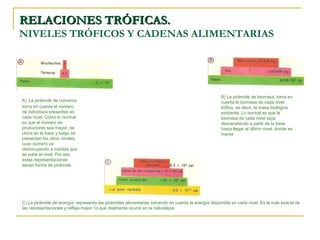 RELACIONES TRÓFICAS.
NIVELES TRÓFICOS Y CADENAS ALIMENTARIAS




                                                                                                   B) La pirámide de biomasa: toma en
A) La pirámide de números:                                                                         cuenta la biomasa de cada nivel
toma en cuenta el número                                                                           trófico, es decir, la masa biológica
de individuos presentes en                                                                         existente. Lo normal es que la
cada nivel. Como lo normal                                                                         biomasa de cada nivel vaya
es que el número de                                                                                descendiendo a partir de la base
productores sea mayor, se                                                                          hasta llegar al último nivel, donde es
ubica en la base y luego se                                                                        menor.
presentan los otros niveles,
cuyo número va
disminuyendo a medida que
se sube el nivel. Por eso
estas representaciones
tienen forma de pirámide.




C) La pirámide de energía: representa las pirámides alimentarias tomando en cuenta la energía disponible en cada nivel. Es la más exacta de
las representaciones y refleja mejor 1o que realmente ocurre en la naturaleza.
 