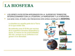 LA BIOSFERA
   LOS SERES VIVOS ESTÁN INTEGRADOS EN LA SUPERFICIE TERRESTRE,
    INTERACCIONANDO CON LA LITOSFERA, LA HIDROSFERA Y LA ATMÓSFERA.
   Los seres vivos, el medio y las interacciones entre ambos constituyen la BIOSFERA.

     La biosfera es aquella parte de la Tierra
     en la que existe vida.
     Se extiende unos 8-10 Km por encima
     de la superficie terrestre (troposfera) y
     aprox, lo mismo en las profundidades
     del mar, aunque no es uniforme ni en
     grosor ni en densidad.
 