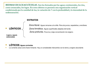 BIOMAS DULCEACUÍCOLAS. Son los formados por las aguas continentales, los ríos,
como estancadas, los lagos. En estos últimos se presenta una organización vertical
condicionada por la cantidad de luz, la variación de tª con la profundidad y la intensidad de la
sedimentación.


                                ESTRATOS

                                   Zona litoral. Aguas cercanas a la orilla. Flora de juncos, espadañas y nenúfares
      LÉNTICOS                     Zona limnética. Aguas superficiales alejadas del borde.
                                    Zona profunda. Poca luz y baja concentración de oxígeno.
    Lagos y aguas
    estancadas




      LÓTICOS. Aguas corrientes
      La corriente actúa como factor limitante. Hay un considerable intercambio con la tierra y oxígeno abundante
 