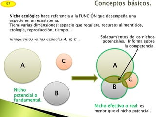 Nicho ecológico hace referencia a la FUNCIÓN que desempeña una
especie en un ecosistema.
Tiene varias dimensiones: espacio que requiere, recursos alimenticios,
etología, reproducción, tiempo…
Imaginemos varias especies A, B, C…
A
C
B
A
C
B
Solapamientos de los nichos
potenciales. Informa sobre
la competencia.
Nicho
potencial o
fundamental.
Nicho efectivo o real: es
menor que el nicho potencial.
97
 