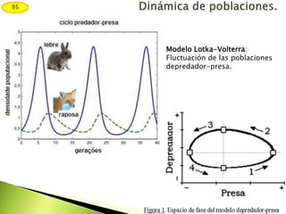 Modelo Lotka-Volterra:
Fluctuación de las poblaciones
depredador-presa.
95
 