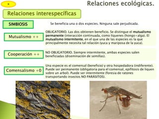 x
Relaciones interespecíficas
Se beneficia una o dos especies. Ninguna sale perjudicada.SIMBIOSIS
OBLIGATORIO. Las dos obtienen beneficio. Se distingue el mutualismo
permanente (interacción continuada, como líquenes (hongo+alga). El
mutualismo intermitente, en el que una de las especies es la que
principalmente necesita tal relación (yuca y mariposa de la yuca).
Mutualismo ++
NO OBLIGATORIO. Siempre intermitente, ambas especies salen
beneficiadas (diseminación de semillas).
Cooperación ++
Una especie es el comensal (beneficio) y otra hospedadora (indiferente).
Puede ser permanente (obligatoria para el comensal, epifitosis de liquen
sobre un arbol). Puede ser intermitente (foresia de ratones
transportando insectos NO PARÁSITOS).
Comensalismo +0
 