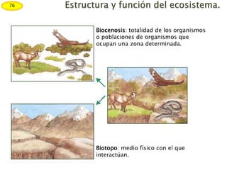 Biocenosis: totalidad de los organismos
o poblaciones de organismos que
ocupan una zona determinada.
Biotopo: medio físico con el que
interactúan.
76
 