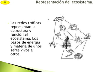  Las redes tróficas
representan la
estructura y
función el
ecosistema. Los
pasos de energía
y materia de unos
seres vivos a
otros.
77
 
