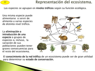 Las especies se agrupan en niveles tróficos según su función ecológica.
Una misma especie puede
alimentarse o servir de
alimento a varias especies
de distinto nivel trófico.
La eliminación o
introducción de una
especie o grupos de
especies o, incluso, la
variación de sus
poblaciones pueden tener
graves consecuencias para
el resto del ecosistema.
El conocimiento de la red trófica de un ecosistema puede ser de gran utilidad
para determinar su estado de conservación.
77
 