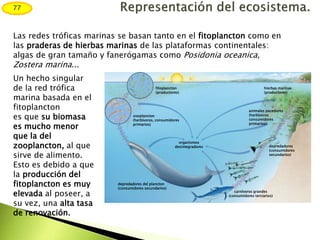 Las redes tróficas marinas se basan tanto en el fitoplancton como en
las praderas de hierbas marinas de las plataformas continentales:
algas de gran tamaño y fanerógamas como Posidonia oceanica,
Zostera marina...
Un hecho singular
de la red trófica
marina basada en el
fitoplancton
es que su biomasa
es mucho menor
que la del
zooplancton, al que
sirve de alimento.
Esto es debido a que
la producción del
fitoplancton es muy
elevada al poseer, a
su vez, una alta tasa
de renovación.
fitoplancton
(productores)
zooplancton
(herbívoros, consumidores
primarios)
depredadores del plancton
(consumidores secundarios)
organismos
desintegradores
carnívoros grandes
(consumidores terciarios)
depredadores
(consumidores
secundarios)
animales pacedores
(herbívoros
consumidores
primarios)
hierbas marinas
(productores)
77
 