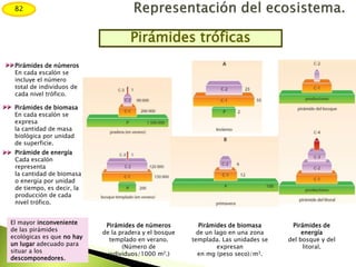 Pirámides tróficas
Pirámides de números
de la pradera y el bosque
templado en verano.
(Número de
individuos/1000 m2.)
Pirámides de biomasa
de un lago en una zona
templada. Las unidades se
expresan
en mg (peso seco)/m3.
Pirámides de
energía
del bosque y del
litoral.
El mayor inconveniente
de las pirámides
ecológicas es que no hay
un lugar adecuado para
situar a los
descomponedores.
Pirámide de energía
Cada escalón
representa
la cantidad de biomasa
o energía por unidad
de tiempo, es decir, la
producción de cada
nivel trófico.
Pirámides de biomasa
En cada escalón se
expresa
la cantidad de masa
biológica por unidad
de superficie.
Pirámides de números
En cada escalón se
incluye el número
total de individuos de
cada nivel trófico.
82
 